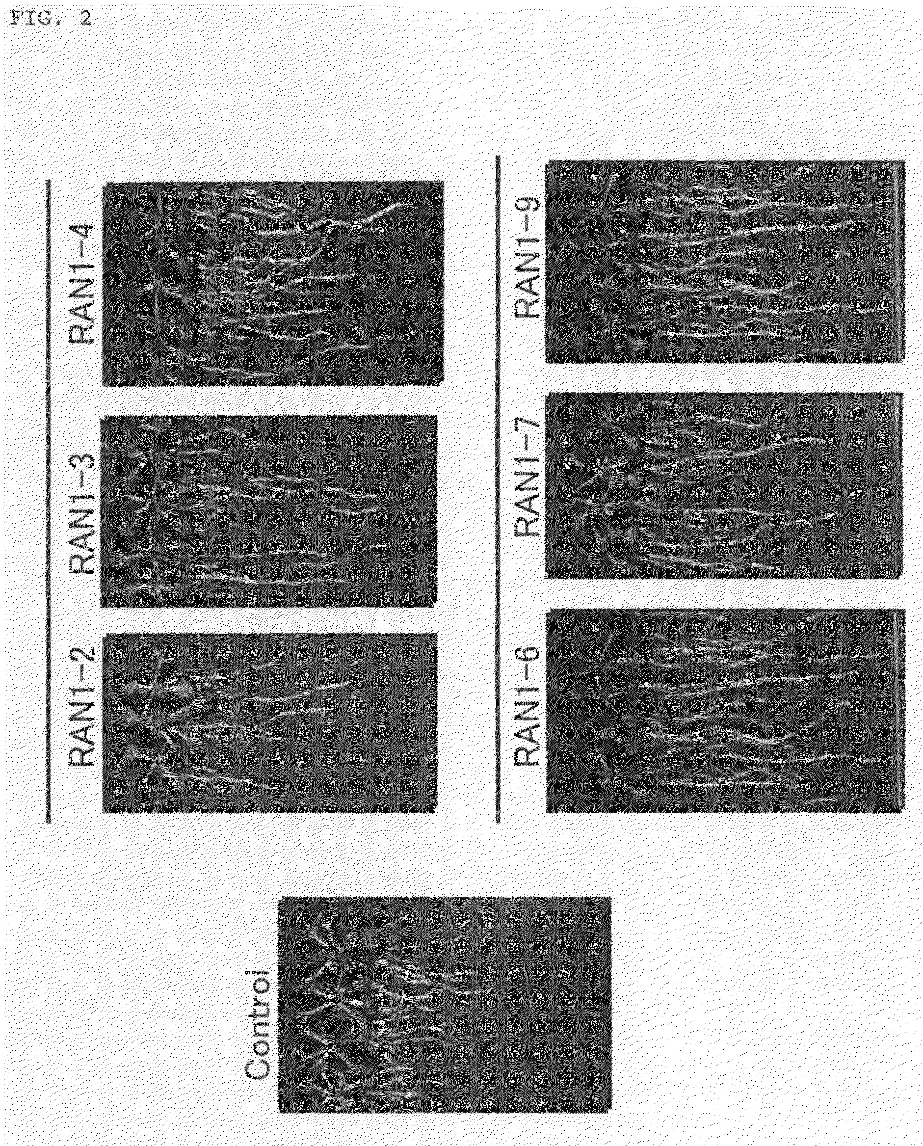 Plant having enhanced root elongation and method for production thereof