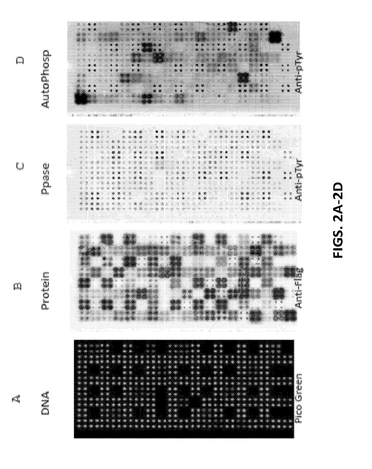 ERBB4 inhibitors and methods of use thereof