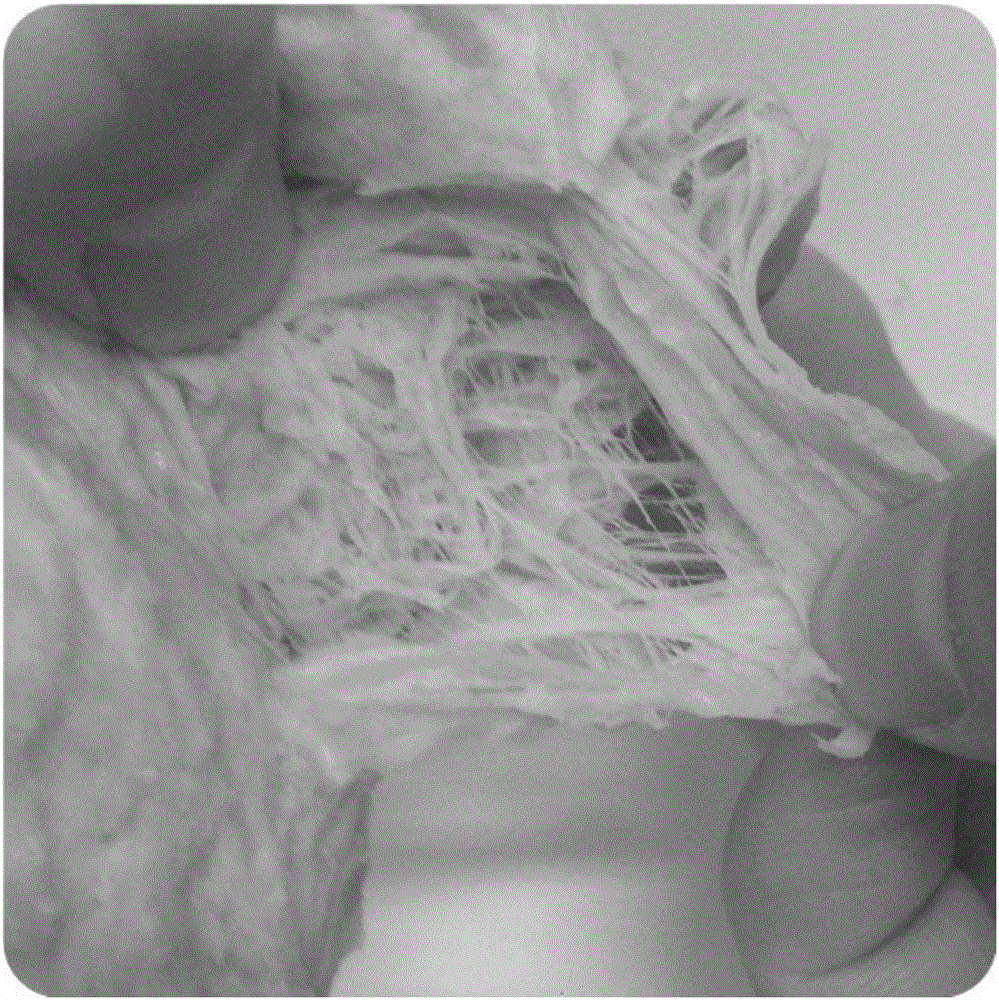 Method for preparing wheat texturized fiber protein by twin-screw high-moisture extrusion and wheat texturized fiber protein