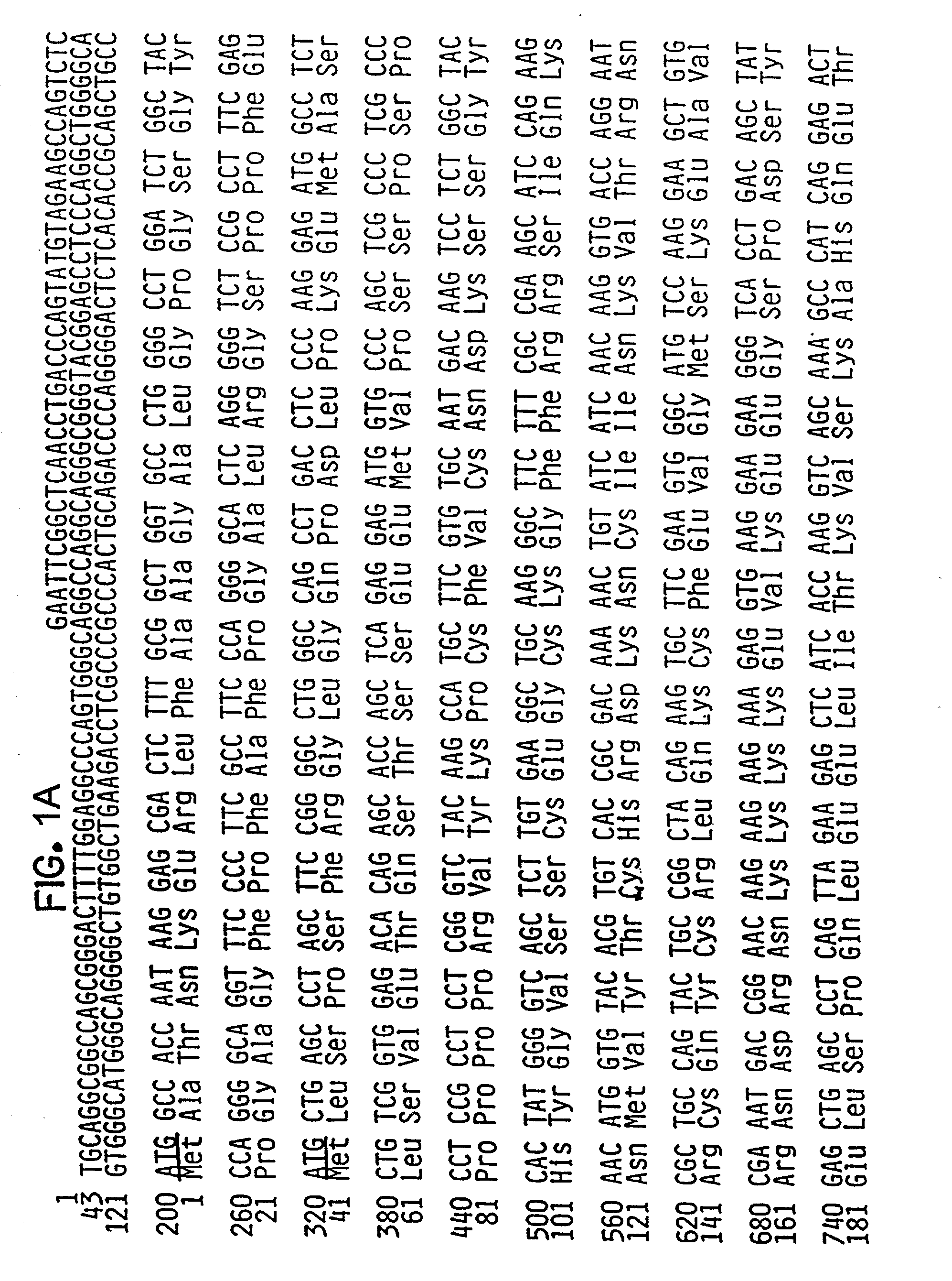 Gamma retinoic acid receptor