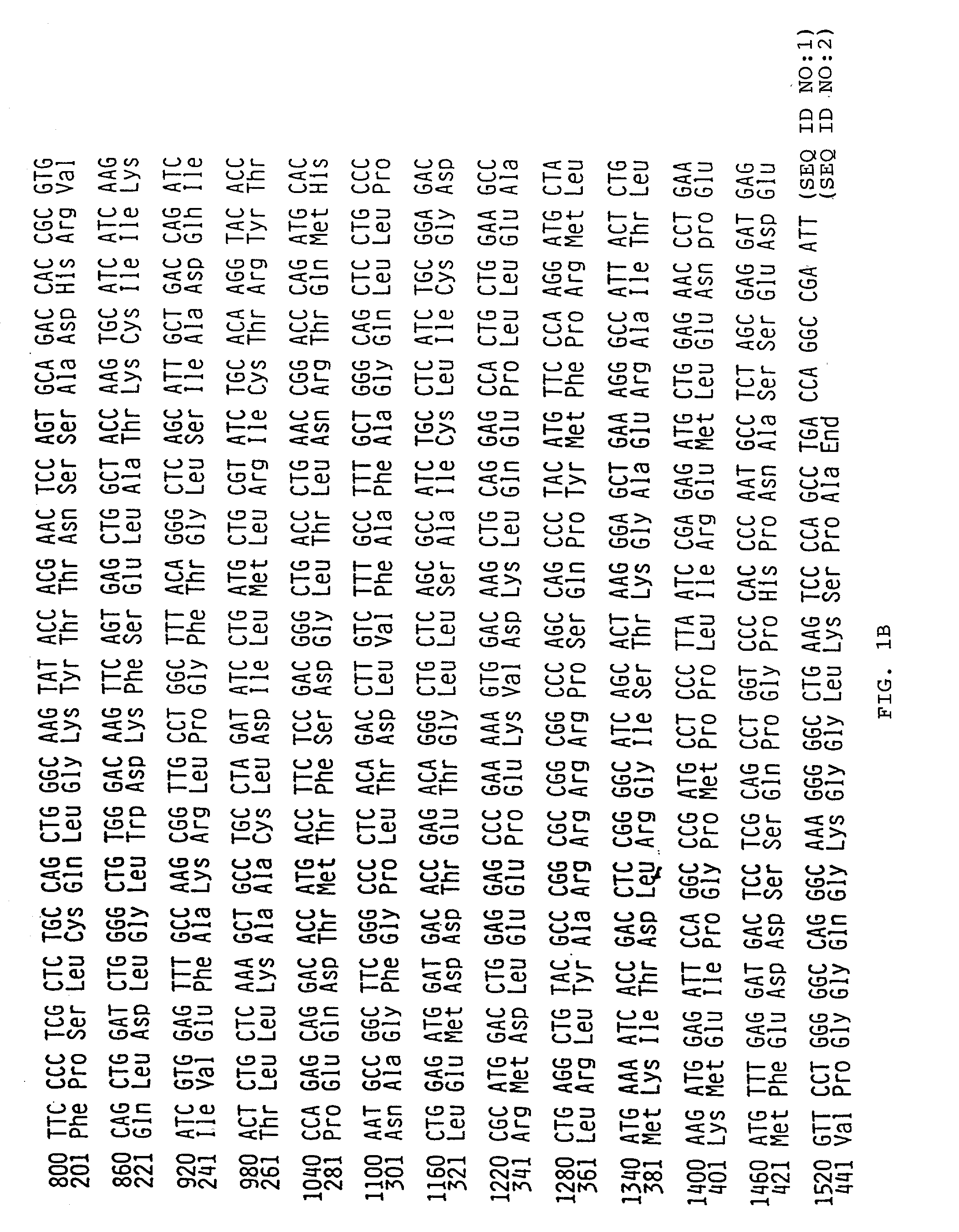 Gamma retinoic acid receptor