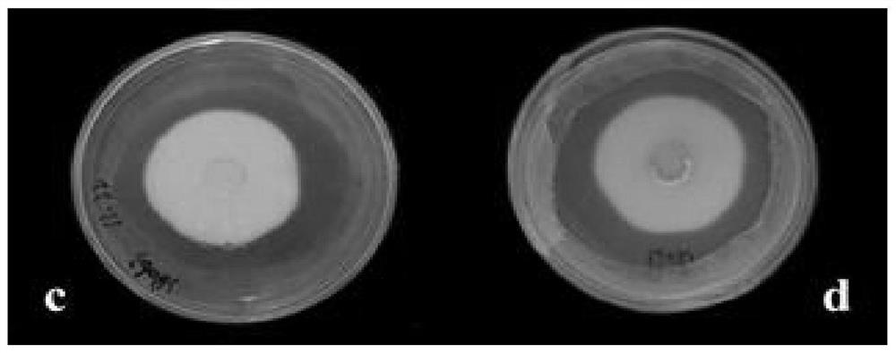 Synergistic prevention and treatment of beauveria bassiana SB063 and spinetoram on megalurothrips usitatus