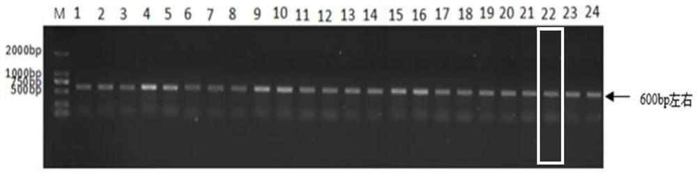 Synergistic prevention and treatment of beauveria bassiana SB063 and spinetoram on megalurothrips usitatus