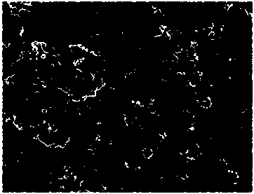 Composite gel polymer electrolyte preparation method and lithium ion battery