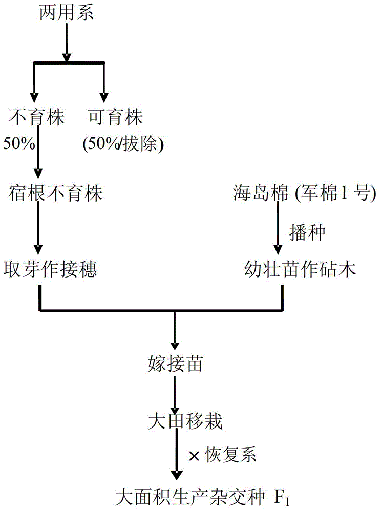 Production method of grafted seedlings of cotton genital sterile plants