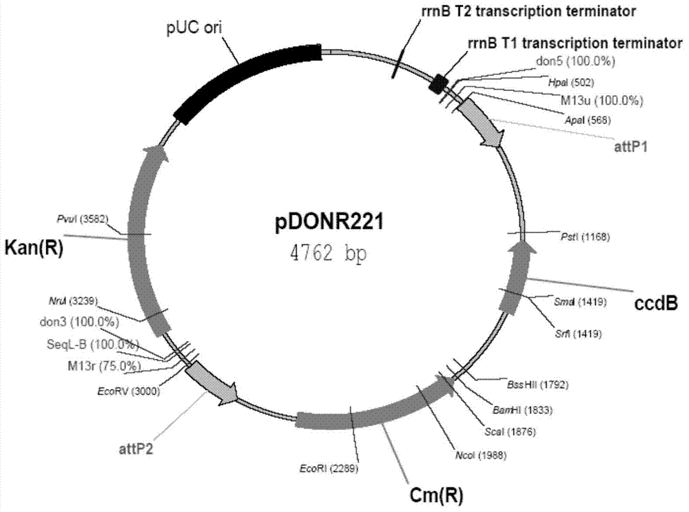 Soybean salt-tolerant gene GmCBL3 and application thereof