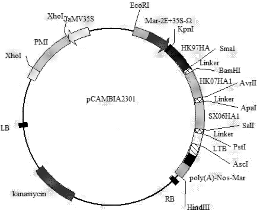 Trivalent HA-2HA1-LTB fusion expression vector of lotus corniculatus specifically-expressed H5N1 antigen protein