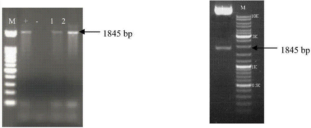 Trivalent HA-2HA1-LTB fusion expression vector of lotus corniculatus specifically-expressed H5N1 antigen protein