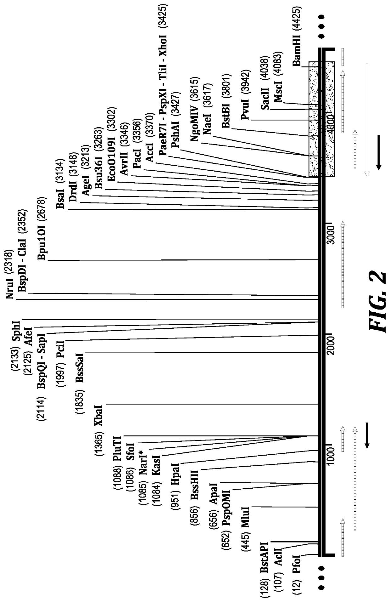 Method for biocatalytic synthesis of Sitagliptin and intermediate thereof