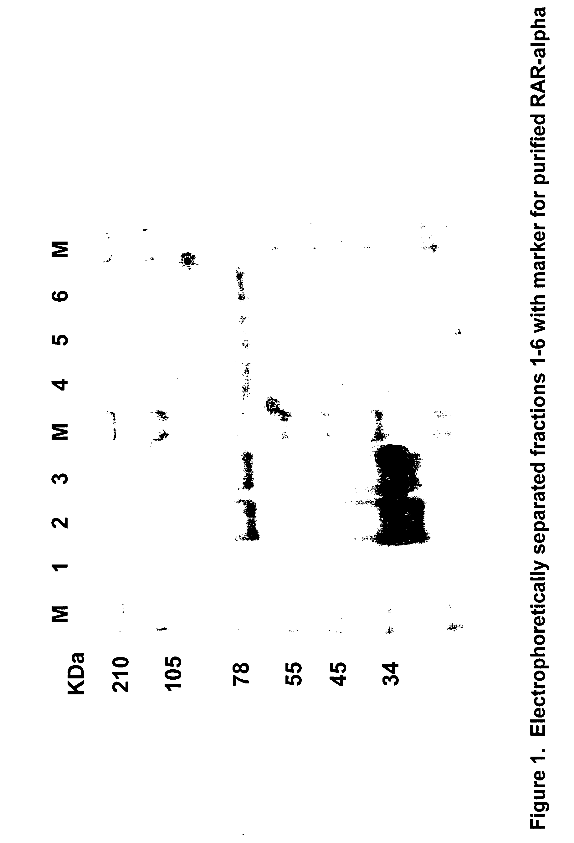 Novel therapeutic agents for the treatment of cancer, metabolic diseases and skin disorders