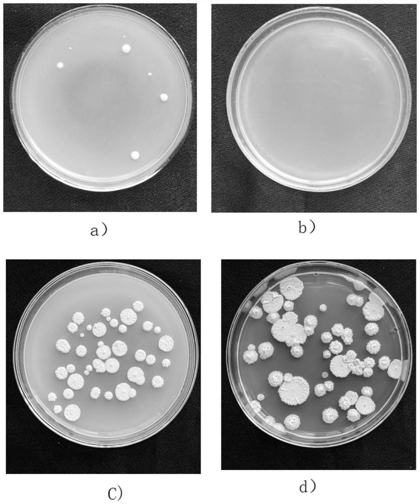 Bacterial strain for preventing and treating erysiphe cichoracearum of tobacco and a fermentation method thereof, and compounding agent for preventing and treating erysiphe cichoracearum of tobacco