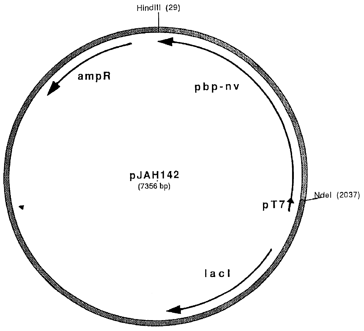 Penicillin binding protein from Streptococcus pneumoniae