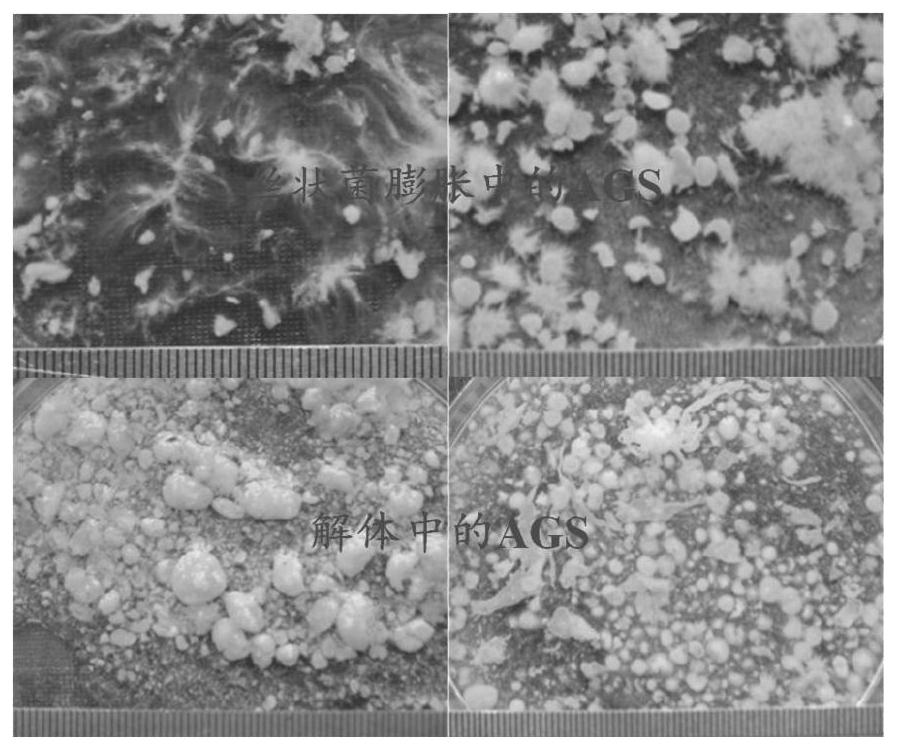 Method for maintaining operation stability of aerobic granular sludge reactor based on particle size control