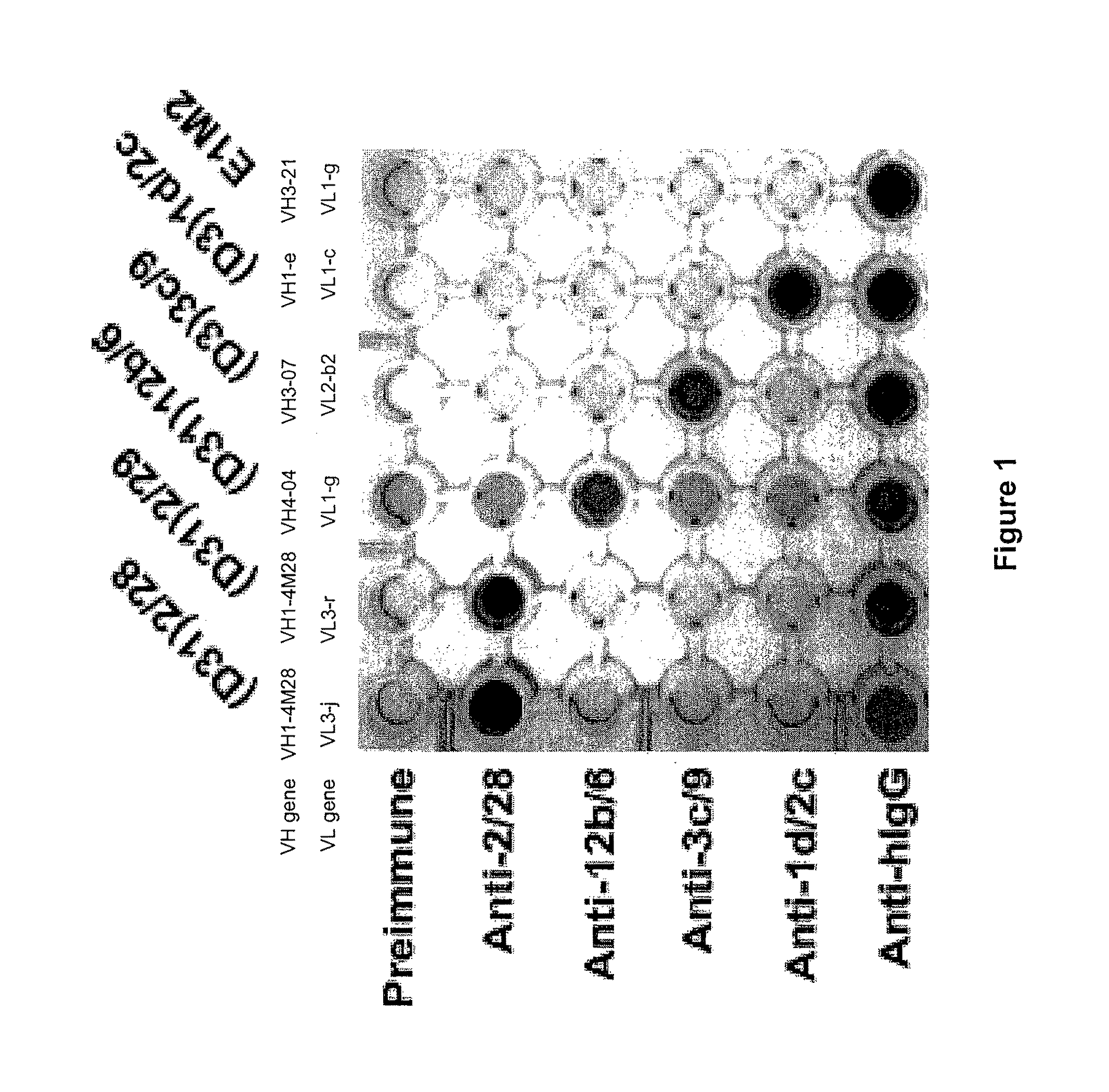 Anti-autoimmune antibodies for treatment of pemphigus