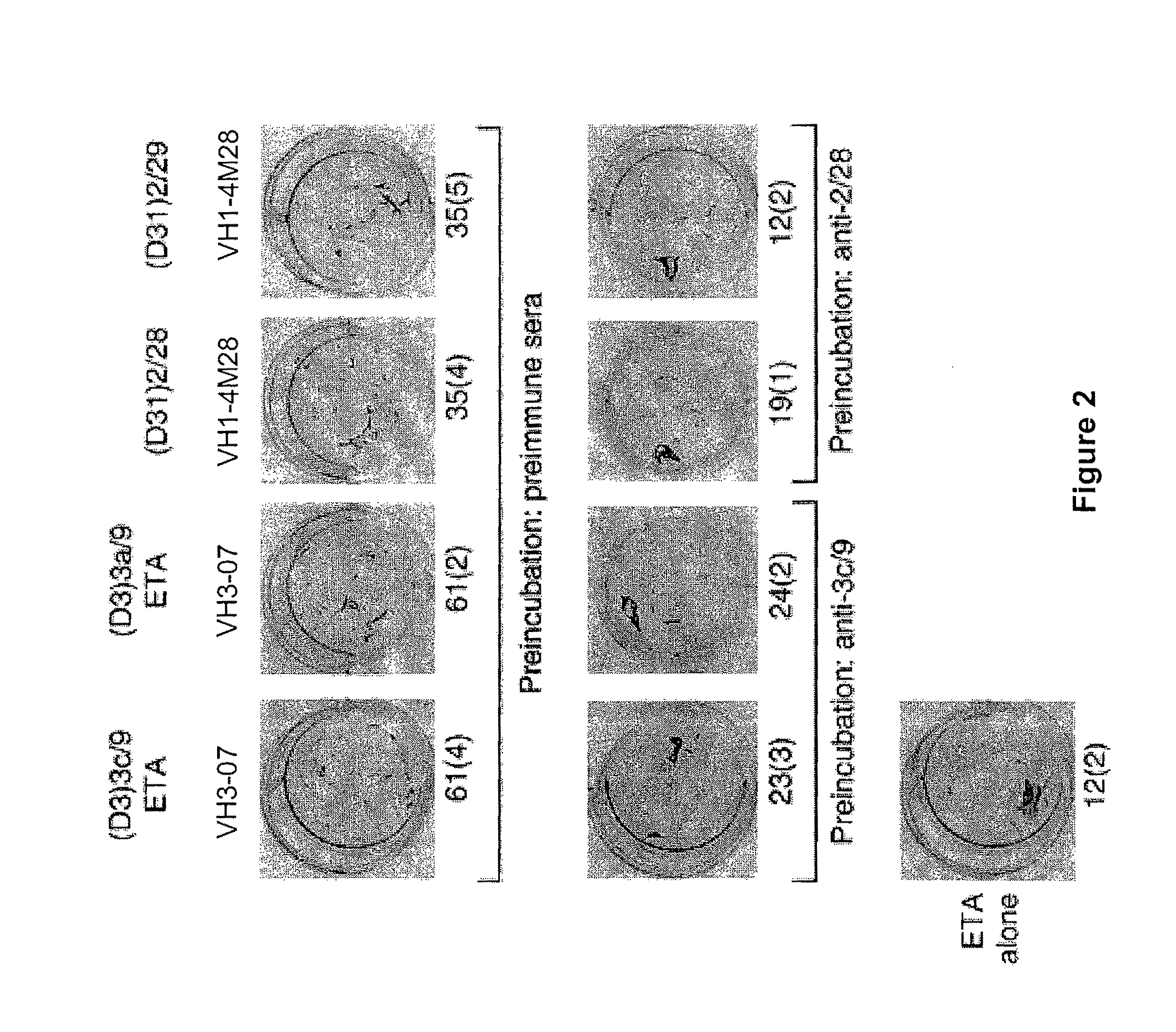 Anti-autoimmune antibodies for treatment of pemphigus