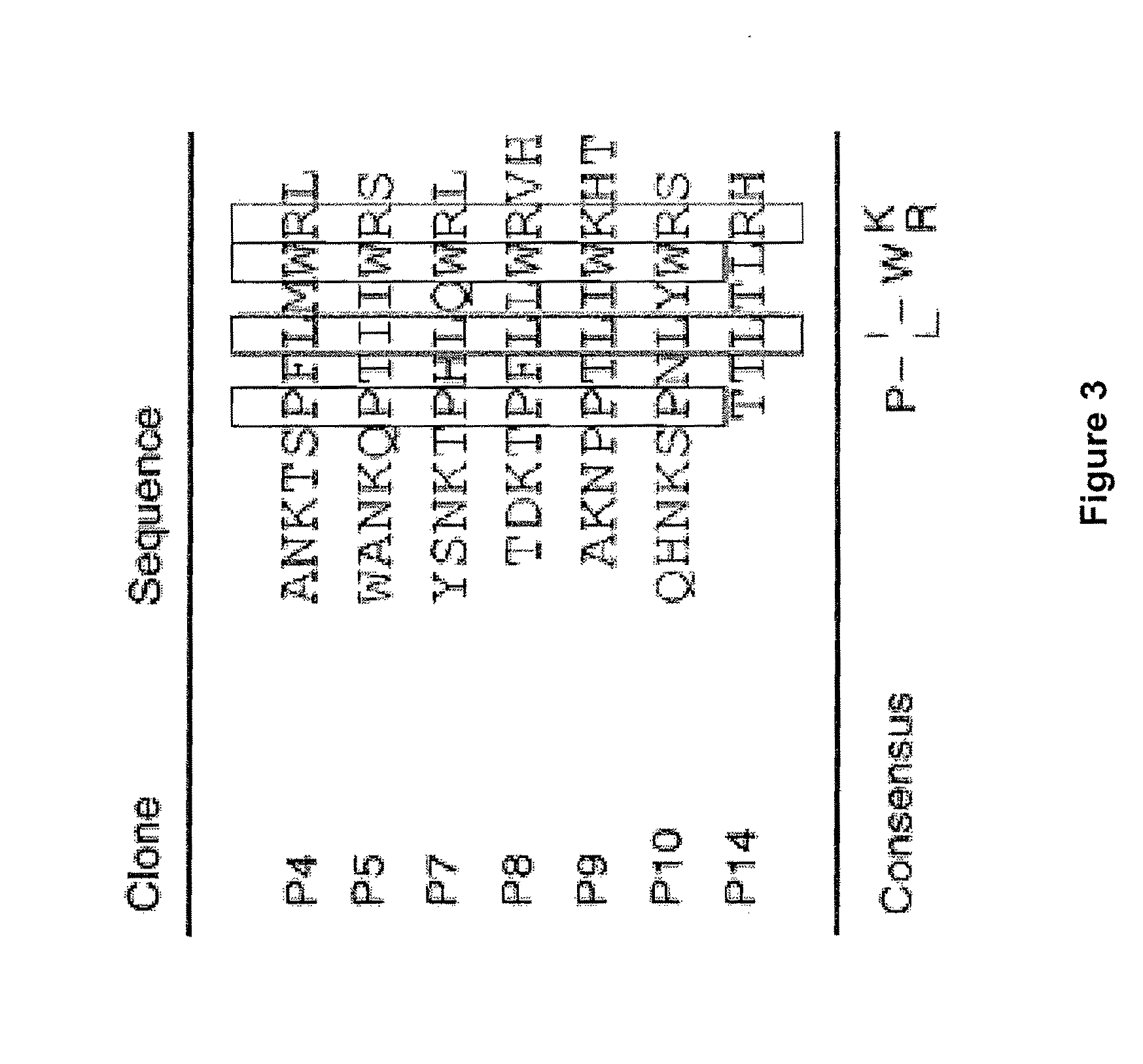 Anti-autoimmune antibodies for treatment of pemphigus