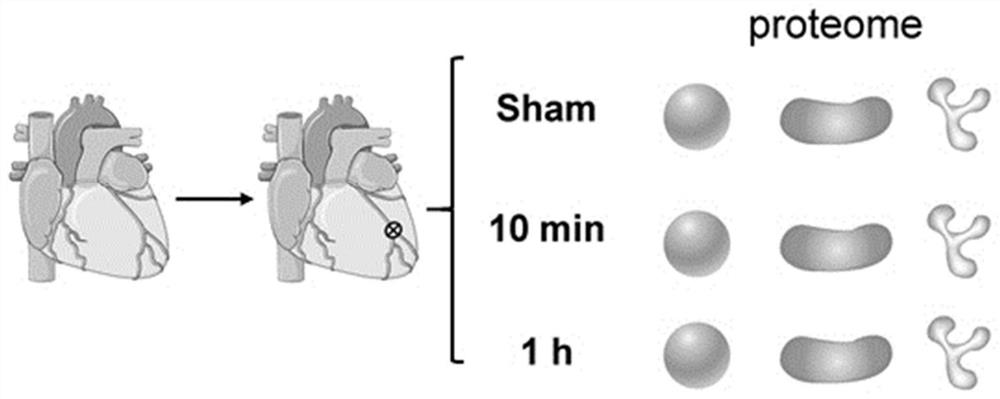 Application of specific protein WIPI1 in early myocardial infarction diagnostic reagent and kit