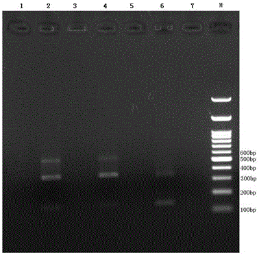 Reagent capable of preventing and eliminating pollution of mammalian cells