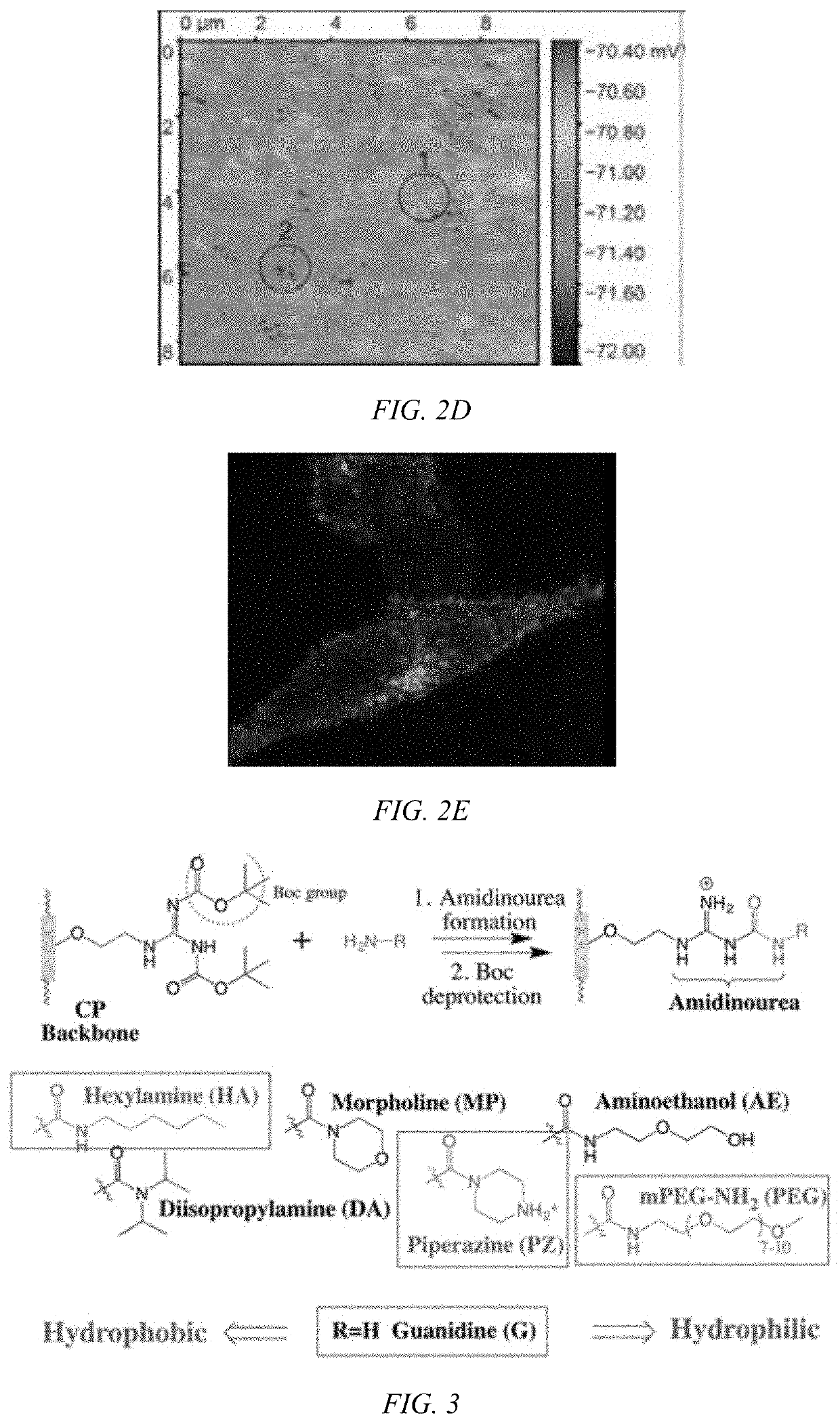 Modulated guanidine-containing polymers or nanoparticles