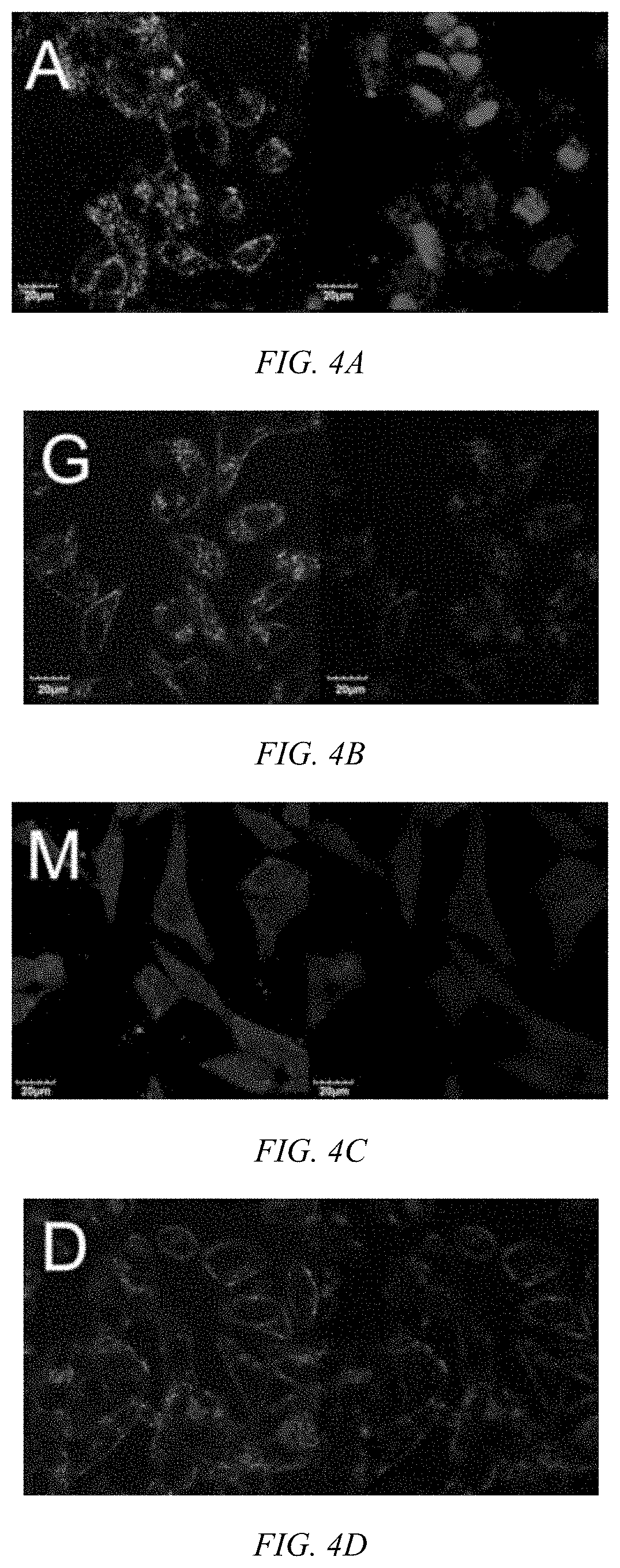 Modulated guanidine-containing polymers or nanoparticles