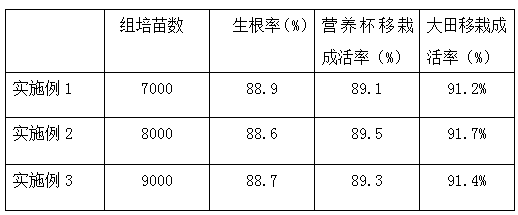 A kind of tissue culture rapid propagation method of Moonlight jujube