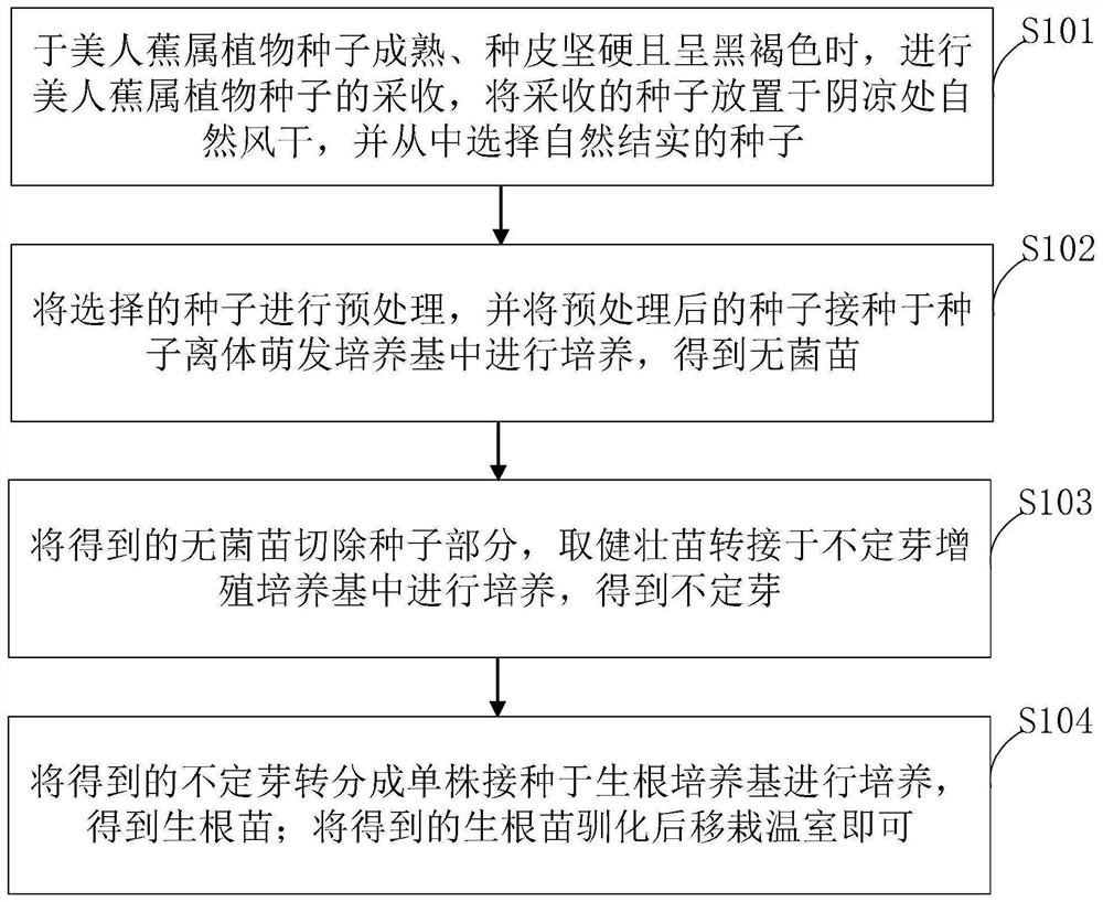 Method for in-vitro germination and efficient rapid propagation of canna plant seeds