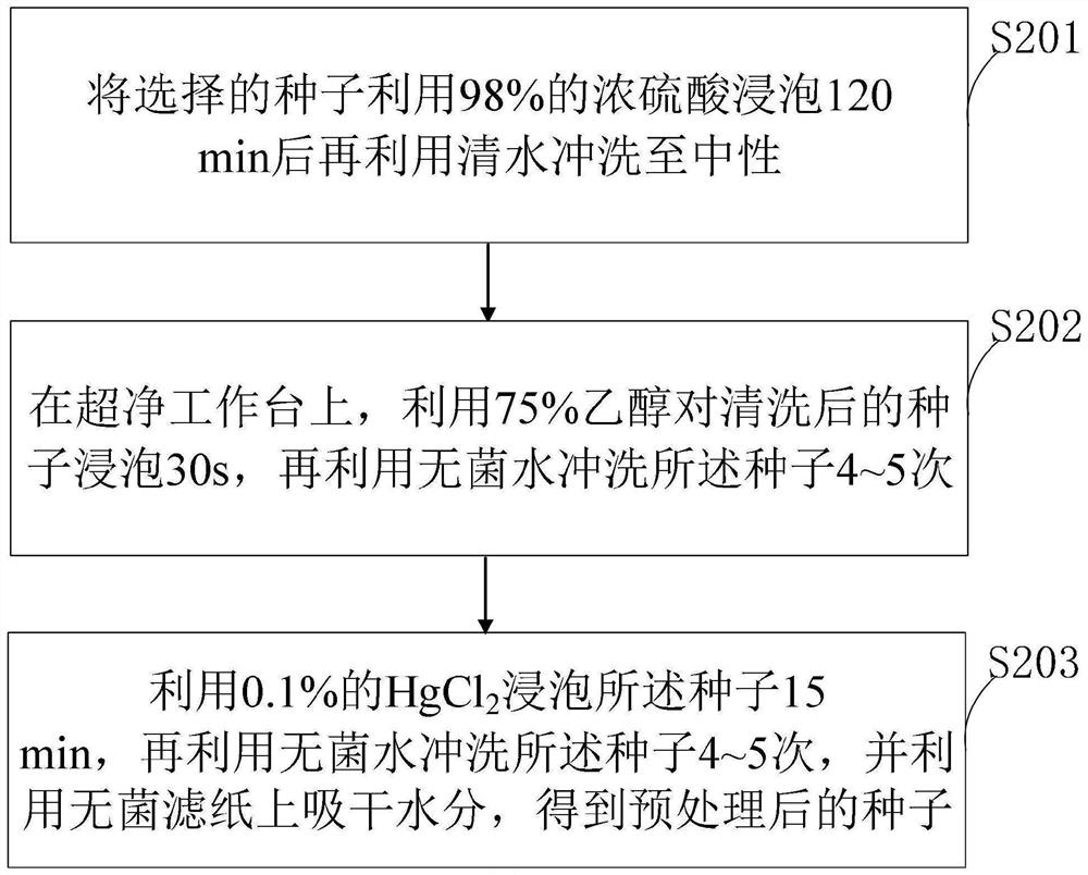 Method for in-vitro germination and efficient rapid propagation of canna plant seeds