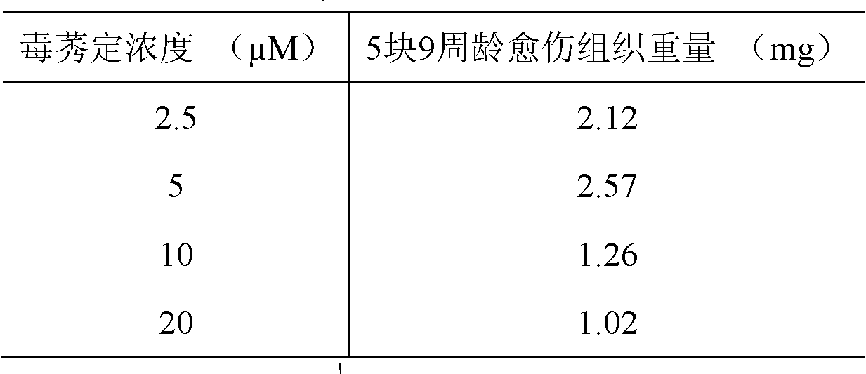 Method for carrying out callus induction and differentiation and growth of seedlings on Typha latifolia root tips