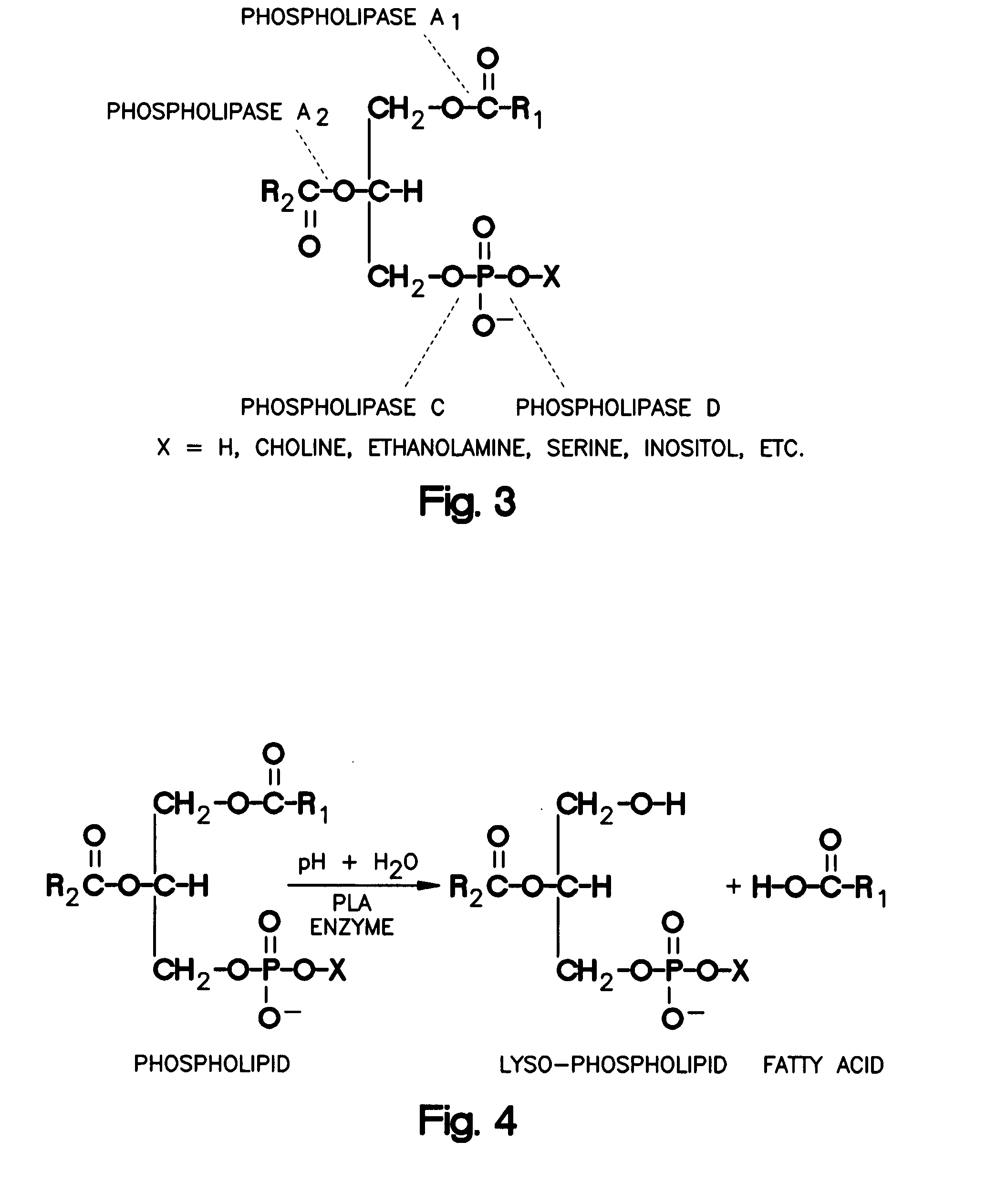 Enzymatic Degumming Utilizing a Mixture of PLA and PLC Phospholipases