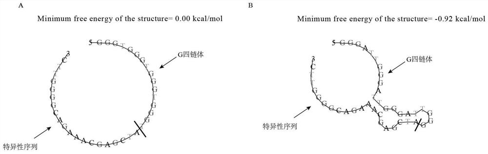 Probe for absolute quantification of schizosaccharomyces pombe, kit and application