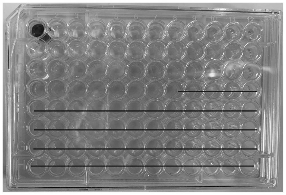 Probe for absolute quantification of schizosaccharomyces pombe, kit and application