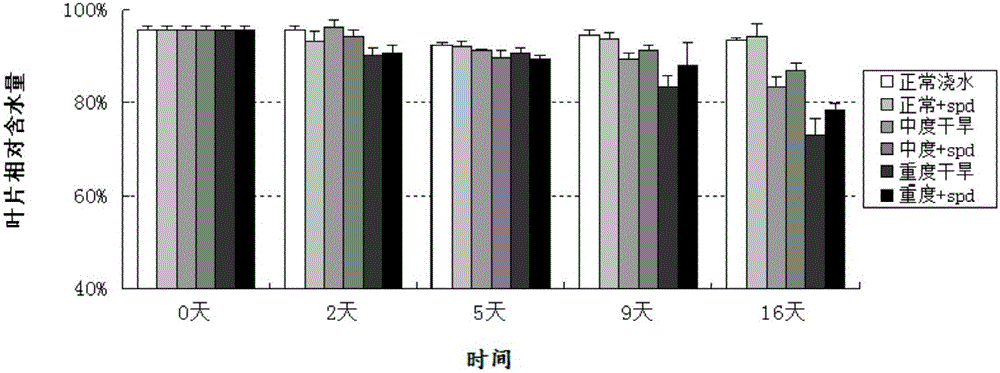 Experimental method for influence of external applying of spermidine to blueberry drought resistance