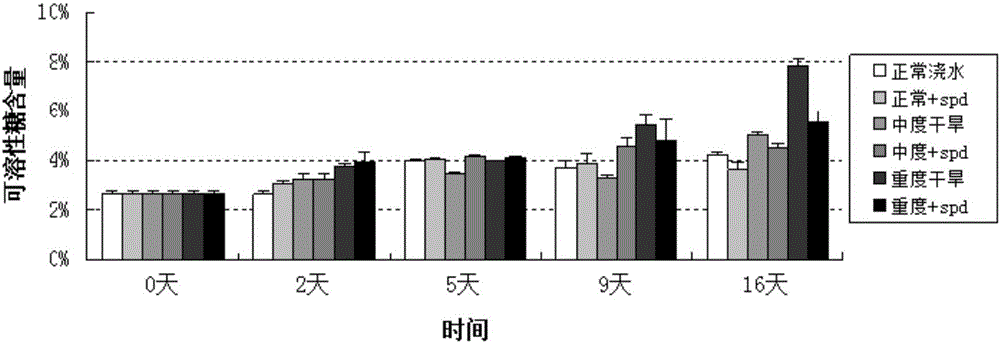 Experimental method for influence of external applying of spermidine to blueberry drought resistance