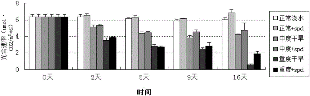 Experimental method for influence of external applying of spermidine to blueberry drought resistance