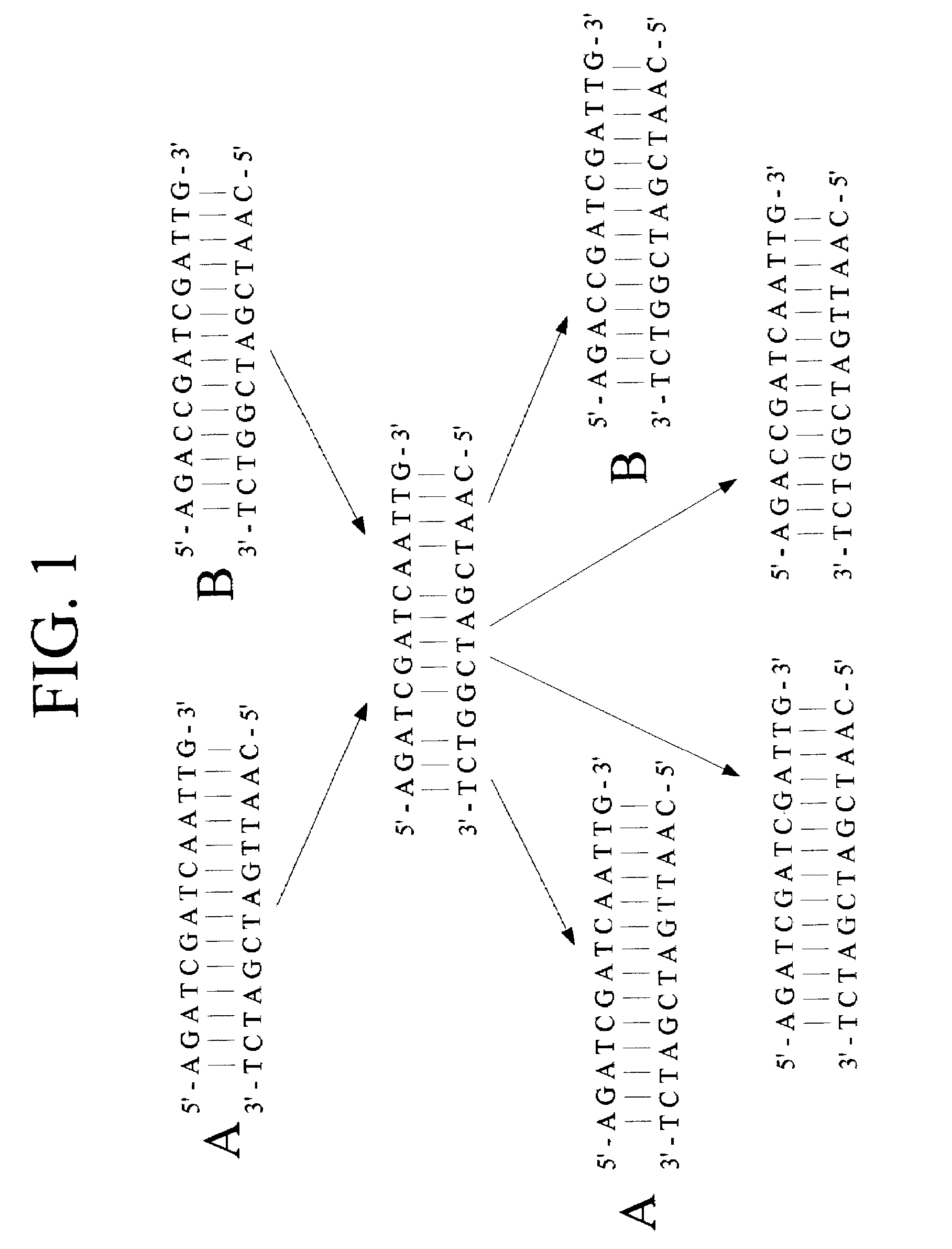 Population of polynucleotide sequence variants