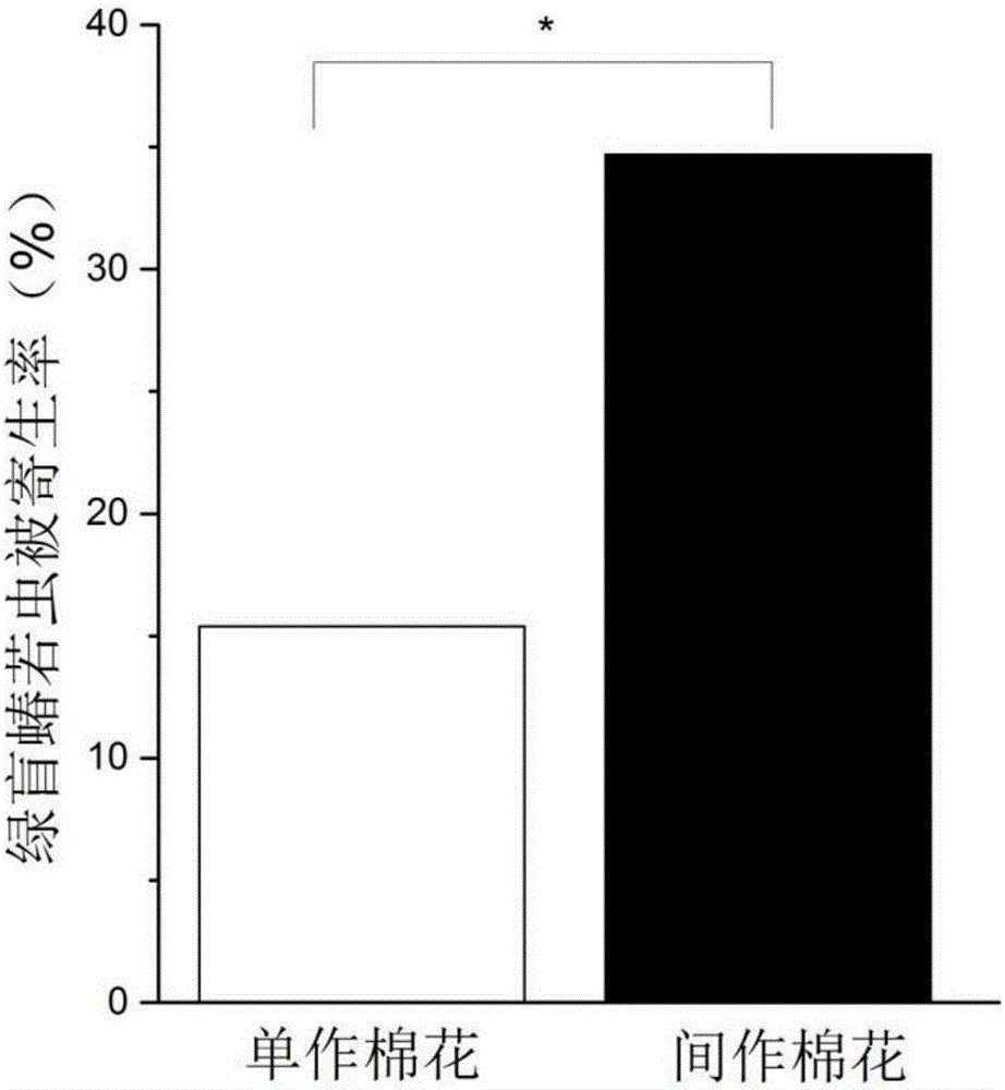 Method for increasing parasitized rate of apolygus lucorum in cotton field