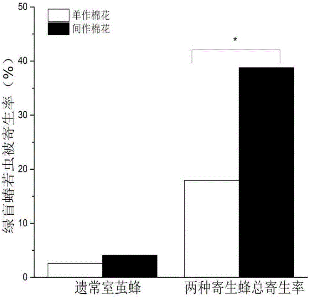 Method for increasing parasitized rate of apolygus lucorum in cotton field