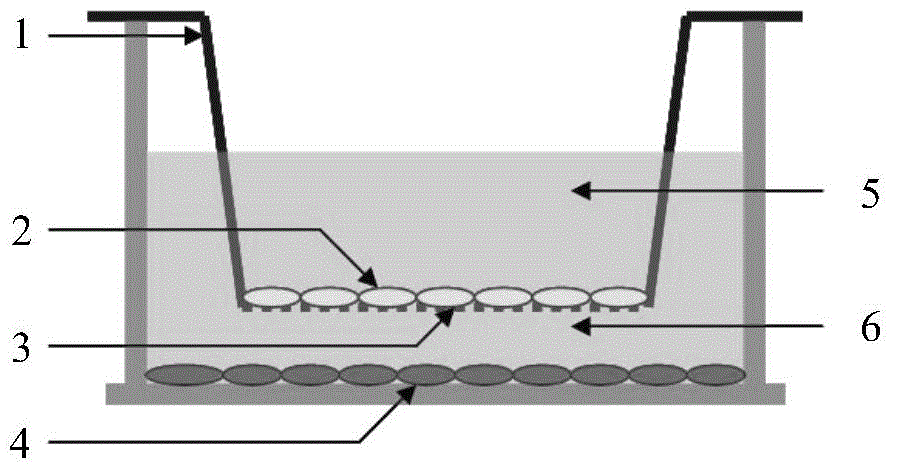 Culture method for improving oxidative metabolic capability of chicken skeletal muscle cells