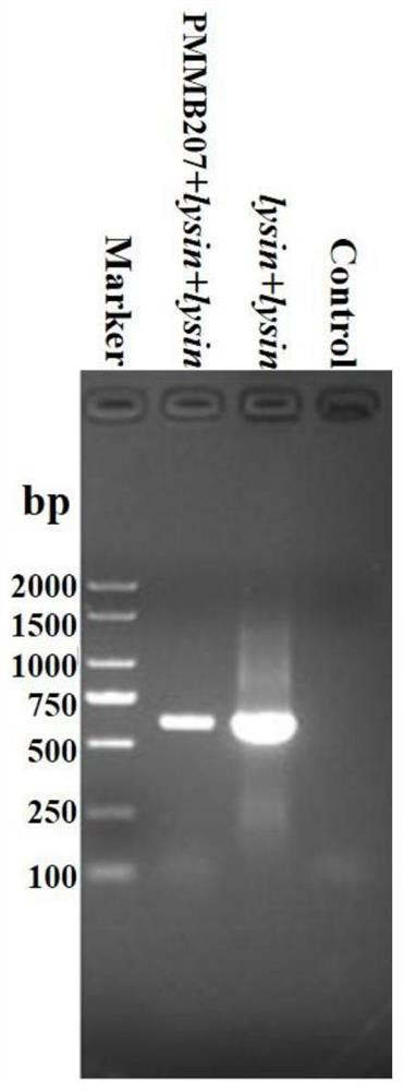 Lyase from vibrio alginolyticus bacteriophage and application thereof