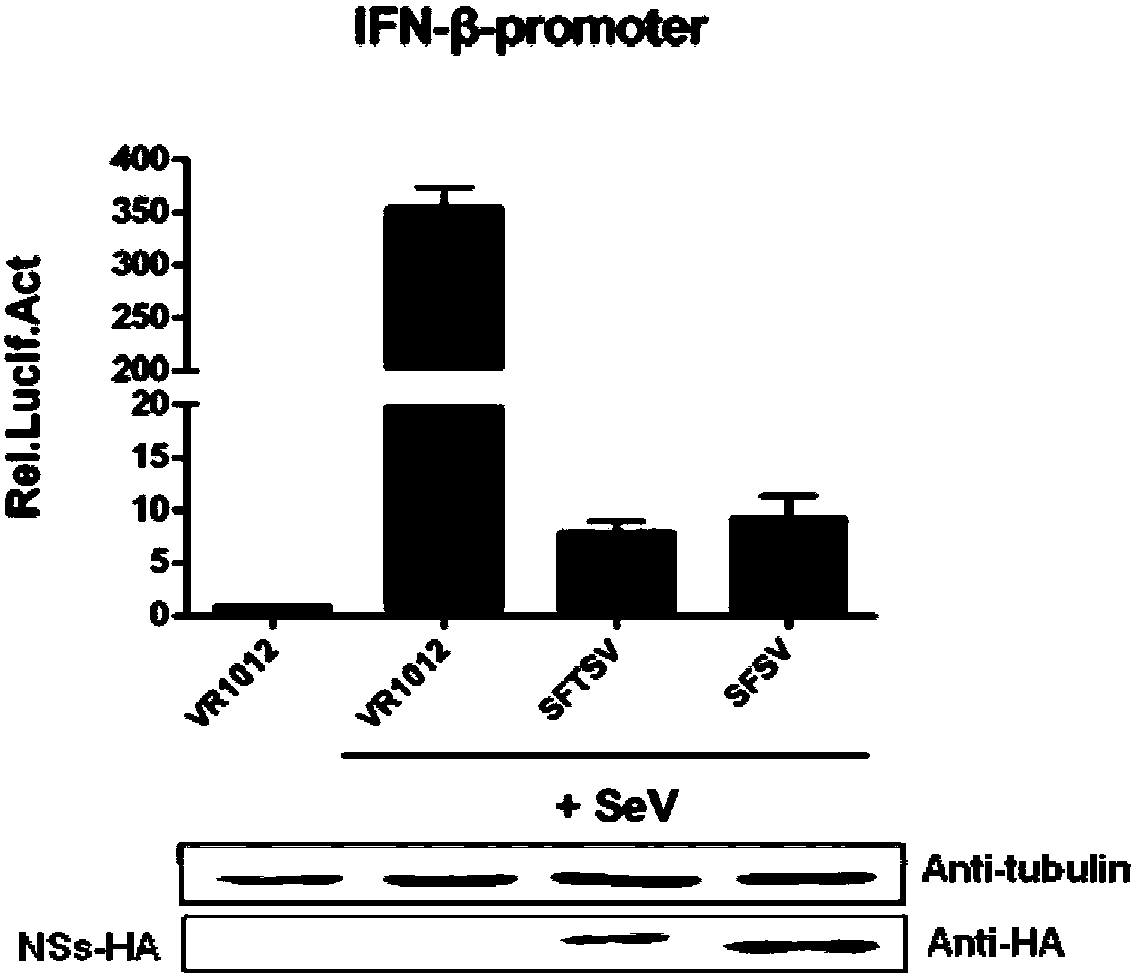 Application of compound MLN4924 in preparation of bunyaviridae phlebovirus virus inhibitor