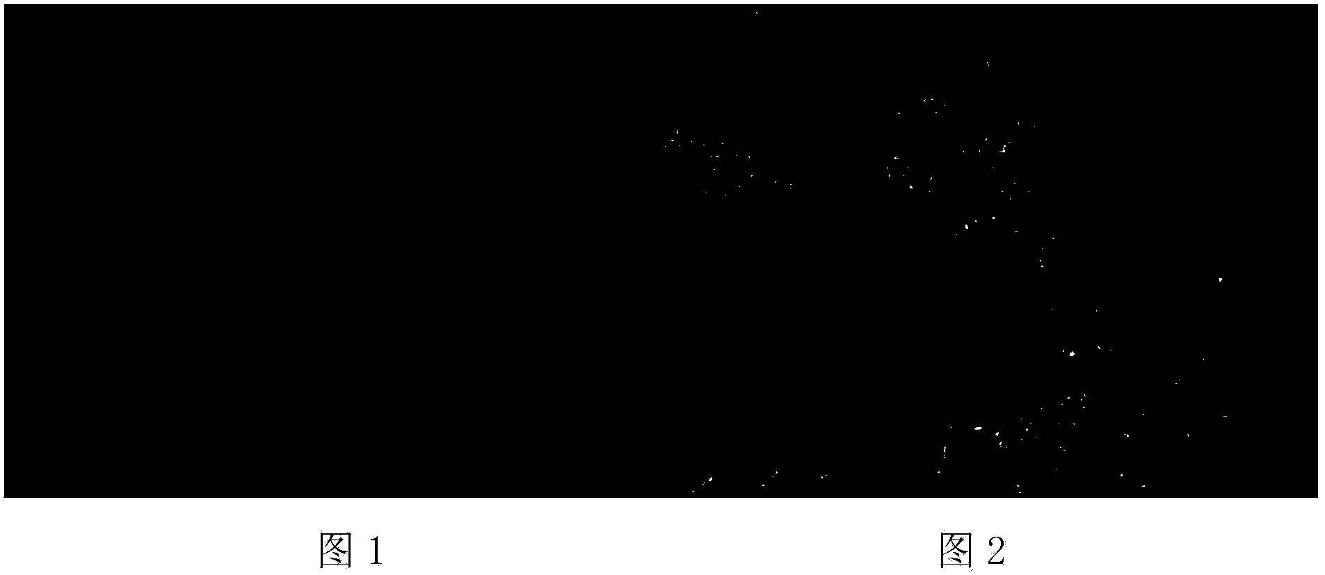 Preparation method of fluorescent probe for identification of microfilament bacteria