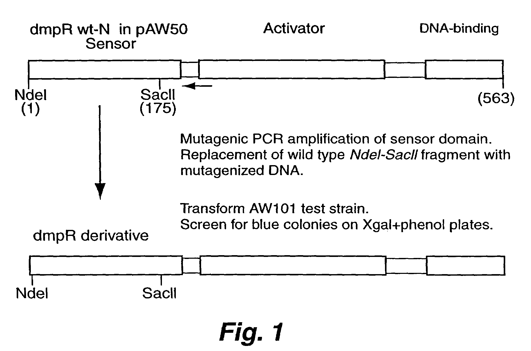 Detection of phenols using engineered bacteria