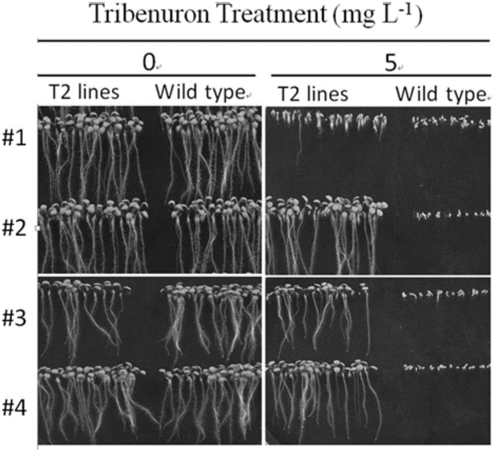 Gene site-directed mutation vector as well as construction method and application thereof