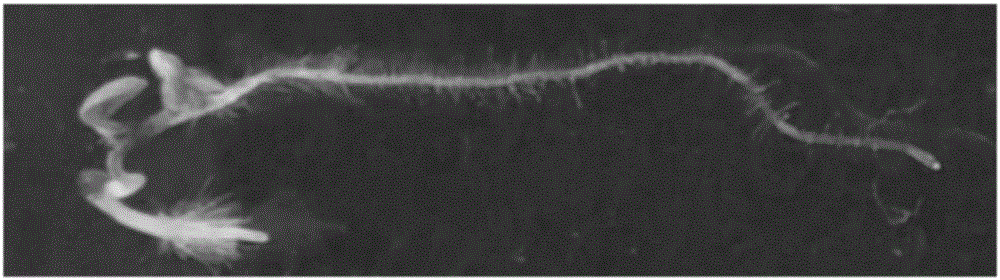 Gene site-directed mutation vector as well as construction method and application thereof