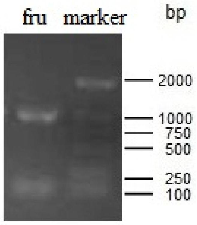 Fructokinase from fungal traditional Chinese medicine and coding gene and use thereof