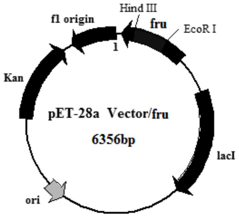 Fructokinase from fungal traditional Chinese medicine and coding gene and use thereof