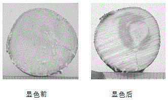 Method for rapidly detecting conduction rule of Aquilaria agallocha inducer in body of Aquilaria agallocha yielding plant and application of method