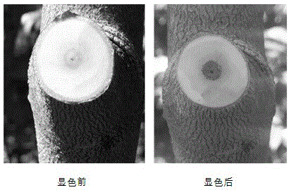 Method for rapidly detecting conduction rule of Aquilaria agallocha inducer in body of Aquilaria agallocha yielding plant and application of method