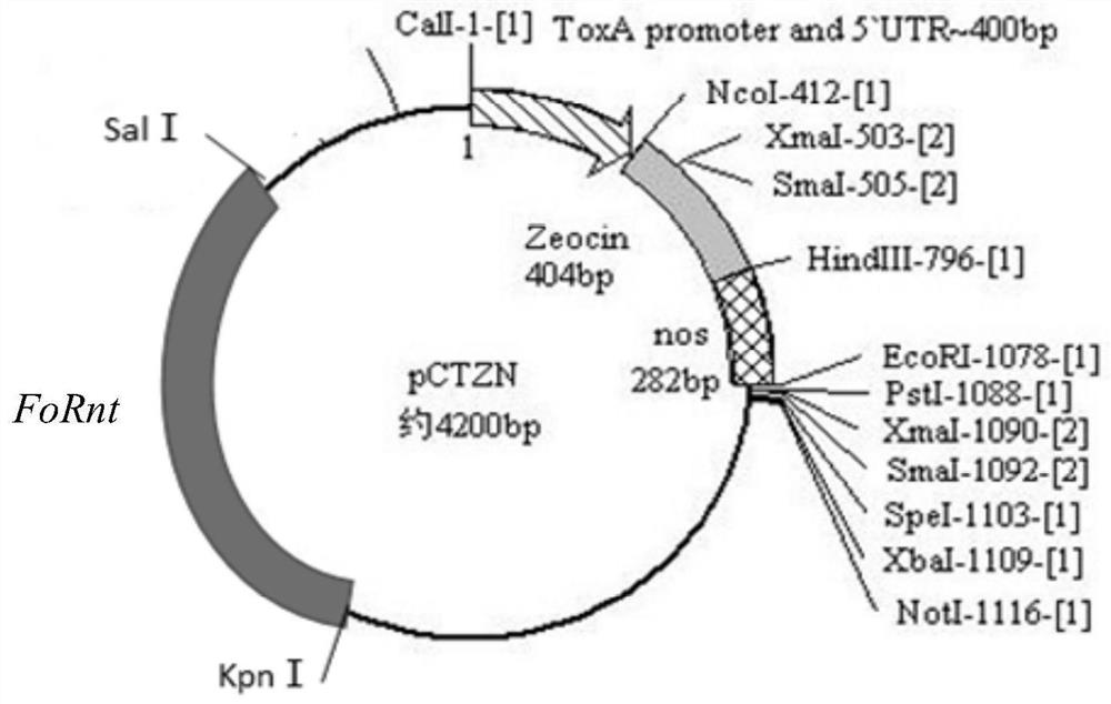 Application of gene fornt in regulating the pathogenicity of Fusarium wilt of banana