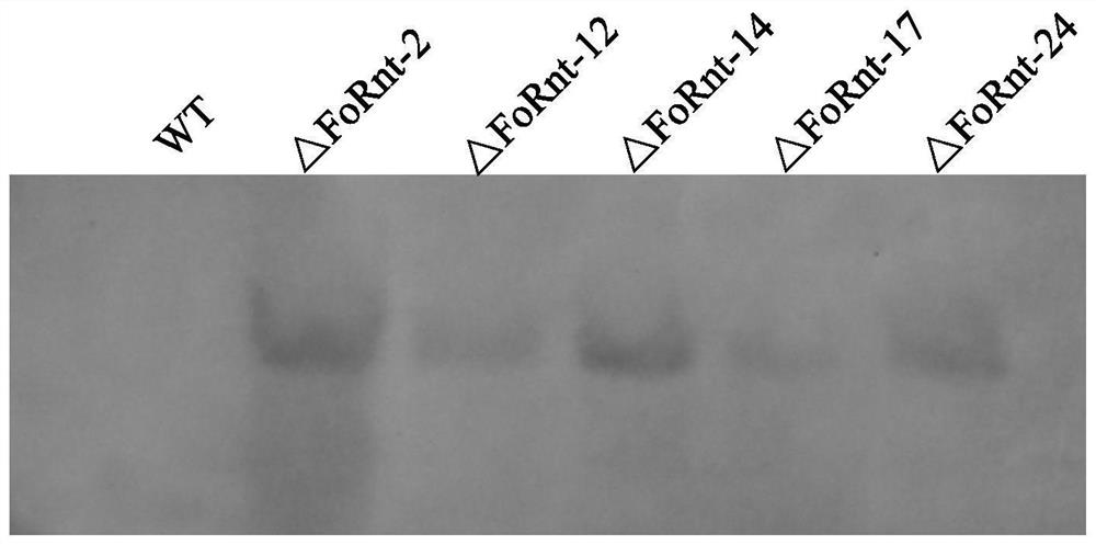 Application of gene fornt in regulating the pathogenicity of Fusarium wilt of banana